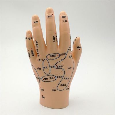 Chinesische Medizin Akupunktur Massage Hand Fuß Ohr Modell Größe Bildungsmodelle Notwendige Ausrüstung